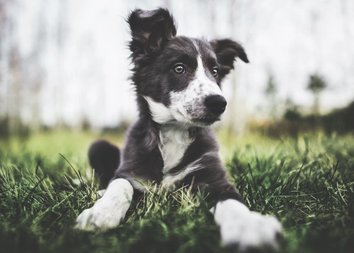 Как сделать из щенка настоящего «хорошего мальчика»