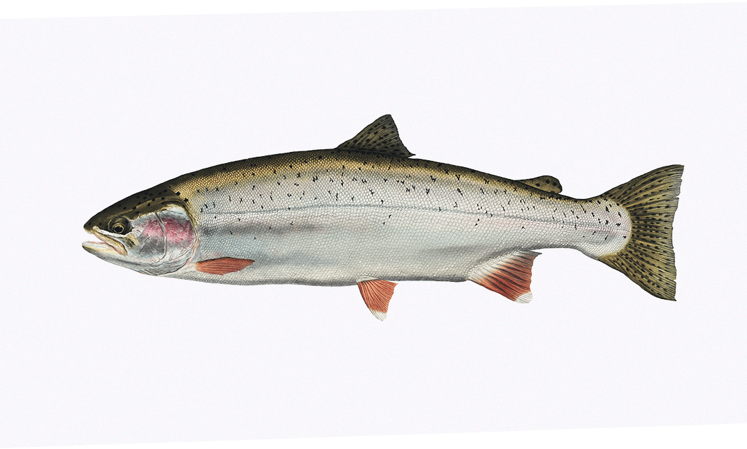 Форель богата витамином D от сонливости