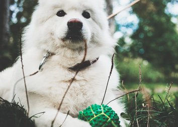 Как устроен сервис по выгулу собак и кому стоит доверить своего питомца