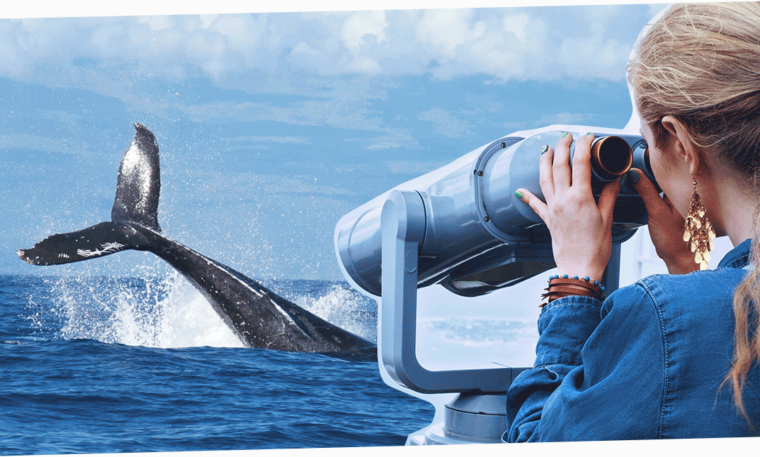 Киты - достопримечательность Рейкьявика